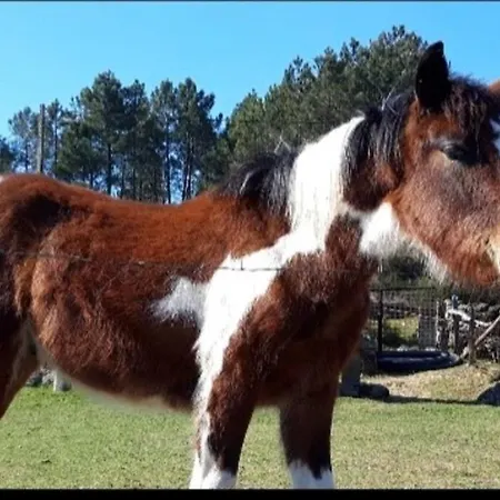 샬레 Casinha Estrela Da Encosta - Geres